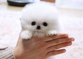 Found It On Craigslist Cutest Thing Eva Cute Animals Cute Pomeranian Cute Baby Animals