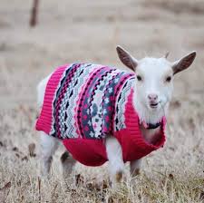 A petting zoo rental from carolina fun factory promises to be the best attraction for your next event. Friendly Farms Mobile Petting Zoo Home Facebook
