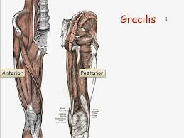 However, the muscle names often reflect something about their action, their shape, or their locations. Muscle Names