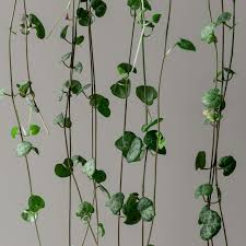 Image result for Ceropegia stenifolia