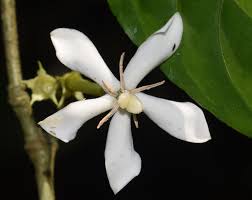 Image result for Catunaregam