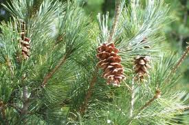 Image result for Pinus