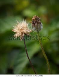 Image result for Tridax