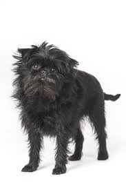 Maybe you would like to learn more about one of these? 16 Teacup Dog Breeds Pomeranian Terrier And More