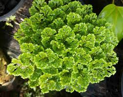 Image result for Selaginella versicolor