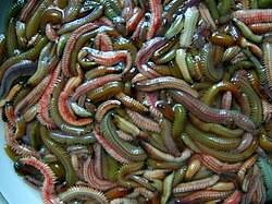 Image result for Oxyrhachis gracillima