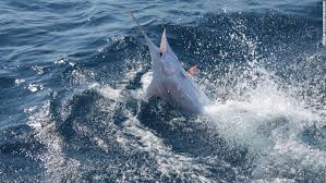 Resultado de imagen para Coffs costa australia