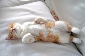 In pictures...the most popular cat sleeping positions and their meanings - UnHuman
