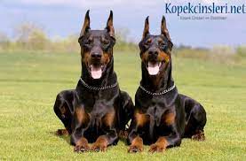 Bahçedeki köpek israfı kesinlikle hiç kimse karıncalanma değildir, kendi ya da başıboş bir köpek olsun. Bahcede Bakilabilecek Kopekler Nelerdir