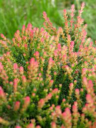 Calluna Vulgaris Springtorch Tl 02 Gpp Plants Front Yard Flowers Cottage Garden Plants