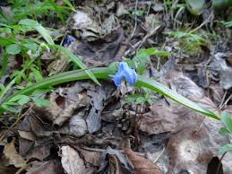 Image result for Scilla achtenii