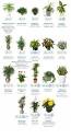 A Cool Guide for Air Purifying Plants to Keep in Your Bedroom : r ...