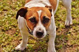 Early diagnosis and treatment of malaria reduces disease and prevents deaths. Liver Disease In Dogs Failure Signs Common Canine Symptoms