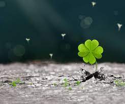 Maybe you would like to learn more about one of these? Lucky Four Leaf Clover Wallpaper Background Islamic Hd Wallpaper Lucky Wallpaper Clover Leaf Beautiful Landscape Wallpaper