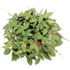 By that i mean don't. Hoya Costa Farms