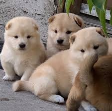 Maybe you would like to learn more about one of these? Image De Dessin Chien Shiba Inu Puppies Northern California