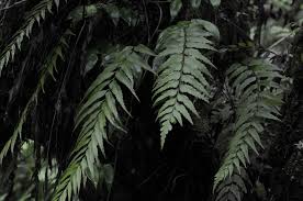 Image result for Asplenium diplazisorum