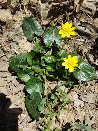 Image result for Fuirena bullifera