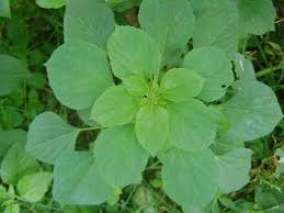 Image result for Acalypha indica