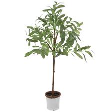 Potted Olive Tree Large Hobby Lobby 1812619 In 2020 Potted Olive Tree Olive Tree Terracotta Flower Pots