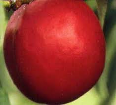 Here's a massive list of them with photos and detailed descriptions. Wildlife Grade Fruit Trees Grandpa S Orchard