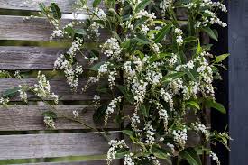 Some of these plants will flower only in winter, and others will flower in very early spring, but can still be called winter flowering plants depending on where you live. Plant Of The Month Manawee Garden Centre