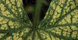 Image result for spider mites on cucumbers