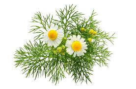 I make the tea when i want to sleep, and i smoke it when i want to relax and enjoy a very mild buzz. English Or German Chamomile Distinguishing Different Chamomile Types
