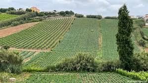 Von nächster woche an kehrt auch langsam wieder leben an die strände zurück. Cheap Asian Workers Flock To Portugal S Farms Business Economy And Finance News From A German Perspective Dw 08 06 2021