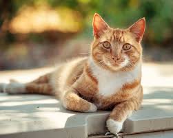 Here is a little back story: Feral Cats And Tnr Tcap Affordable Spay Neuter And Vaccinations