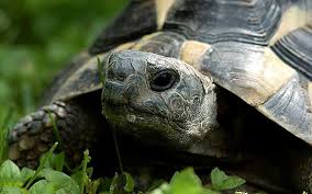 Put the table in a special page, for tables only. Le Reveil Des Tortues Schilliger
