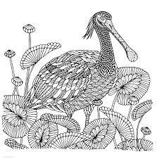 Why not cut it out afterwards to display? Detailed Bird Coloring Page Coloring Pages Printable Com