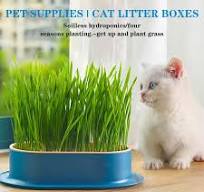 Planteur D'pour Chats D'intérieur, Pot de Germination ...