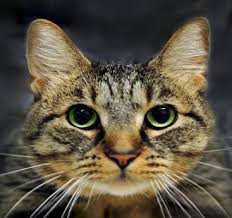 It is, however, more purely representative of the species felis silvestriscatus (the domestic cat) than basically any other breed on this website. Domestic Shorthair Cat Breed Facts And Traits Pet Hero