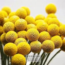Something blue bouquets & corsages veils. China Nice Quality And Natuaral Dried Preserved Flower Craspedia With Yellow White Blue Red Purple Orange Pink Grey Color China Preserved Craspedia And Craspedia Price