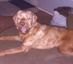 We have puppies for adoption and rescue! Honey Wonderful Wirehaired Vizsla For Adoption In San Diego Ca Pet Re Homing Pet Adoptions Pet Taxi Services Pet Cleaning