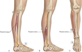 Nov 01, 2012 · this guide will explain why achilles tendon issues occur, and what you can do to limit the time it takes to heal it if you are suffering from achilles tendon aching, soreness after a run, creaking, or heel pain. 11 Muscles Of The Leg And Foot Musculoskeletal Key