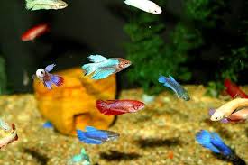 Female Sorority Tank Betta Betta Aquarium Betta Fish Care Betta Fish Tank