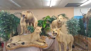 With stuffed animals, there is no goal: These Are All Real Stuffed Animals Most Donated Many Years Ago Picture Of Shell Factory Nature Park North Fort Myers Tripadvisor
