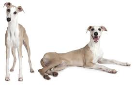 How Much Is A Whippet Puppy Adult Dog With Calculator Petbudget
