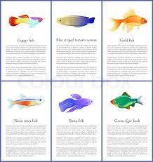 Betta fish (betta splendens) are tropical fish in nature. Set Of Saltwater Inhabitant Vector Stock Vector Colourbox