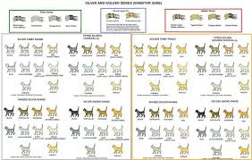 Silver Golden Series Cats Cat Colors Cat Breeds Chart Cat Facts Text
