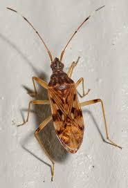 Image result for Otoptera