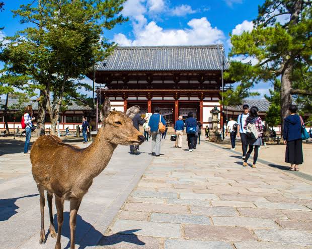 Nara – Thành phố của những di sản văn hóa Nhật Bản - Du học Nhật Bản [GoToJapan]