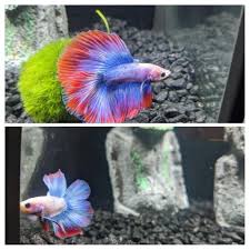 Breeding siamese fighting fish, or bettas, is a wonderful hobby. Betta Fish Dat Glow Up Tho Betta Fish Betta Fish