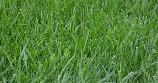 Selective weed killers that target weeds such as crabgrass will not kill tall fescue. All You Need To Know About Kentucky 31 Tall Fescue