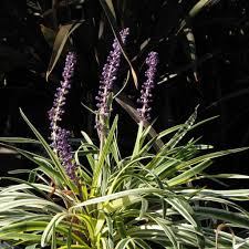 Image result for Lily Turf