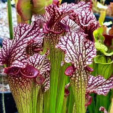 Image result for Saintpauliopsis lebrunii