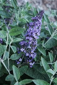 Butterfly bush or buddleia davidii is a flowering bush that is native to china. Buddleia Davidii The Butterfly Bush Article By Plant Delights Nursery