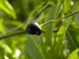 Image result for Rauvolfia nana